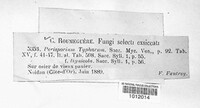 Image of Preussia typharum